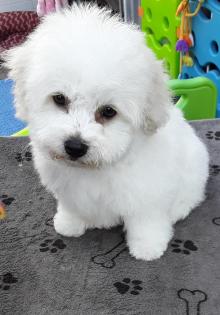 Bichon frisé Welpen-aus VDH-Zucht suchen noch liebe Hundeeltern