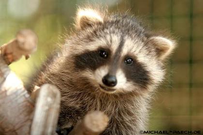 Waschbär zu verkaufen