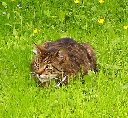 Traumkater sucht endlich seine Couch