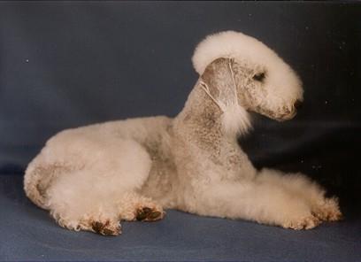 Bedlington Terrier