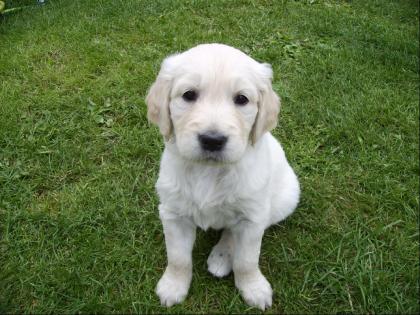 Golden Retriever