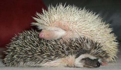 Afrikanische Weißbauchigel Weissbauchigel (Atelerix albiventris) Igel Babys abzu