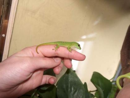 Grosser madagaskar Taggecko (Ph. mad. Grandis)