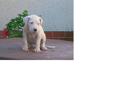 Dogo Argentino reinrassige Welpen