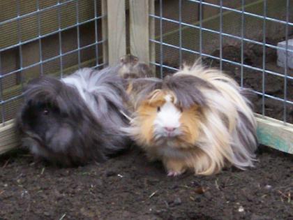 3 Meerschweinchen suchen neues Zuhause