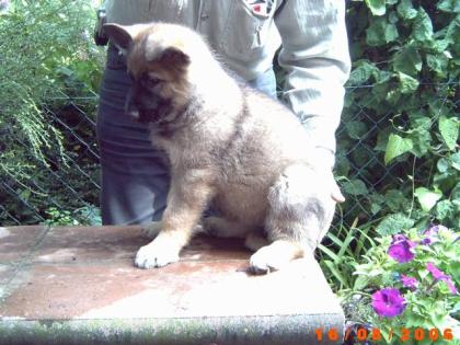 Noch 3 Mädels frei, Schäferhundwelpen grau mit SV-Papieren