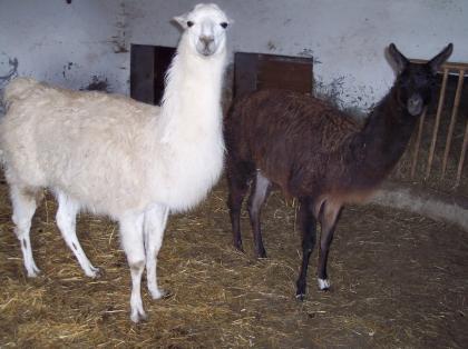 Lamas