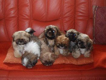 Shih Tzu Welpen