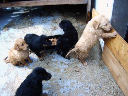 Hirtenhunde und Golden Red River Welpen herzugeben