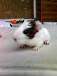 Junge Meerschweinchen abzugeben