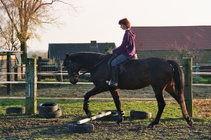 Kasparo Trakehner Wallach zuverkaufen