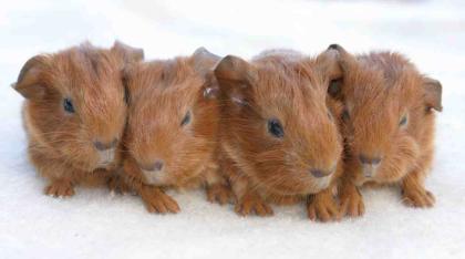 Junge GH Meerschweinchen in silberagouti und rot