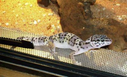 Leopardgeckos (Eublepharis macularius) aus eigener Zucht abzugeben