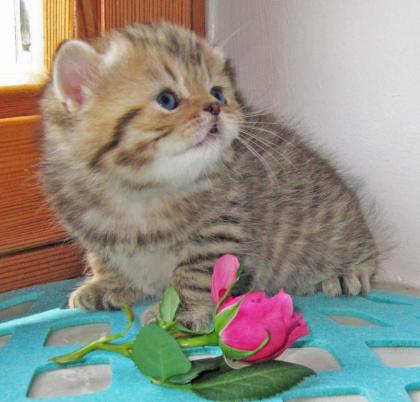 Der Zuckerschnute Britisch Langhaar Baby * schocko -golden Tabby