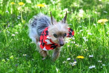 YORKI GIZMO - Mini Yorkshire Terrier - 15 Jahre - Tierhilfe-Franken e.V.