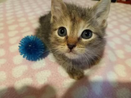 Mainecoon Mix Kitten