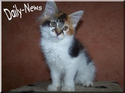 Maine-Coon Kitten