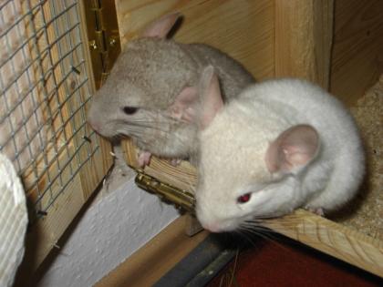 3 Chinchillas in NÜRNBERG. 2 Böckchen & 1 Weibchen