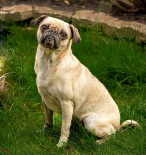 BABY MO - fröhlicher Mops - 5 Jahre - Tierhilfe-Franken e.V.