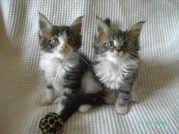 Maine Coon Babys suchen liebevolles Zuhause