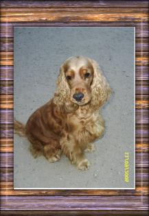 Englisch Cocker Spaniel - Hündin mit VDH-Pap. in schwarz