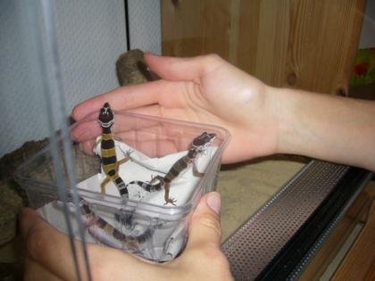 3 juvenile Leopardengeckos