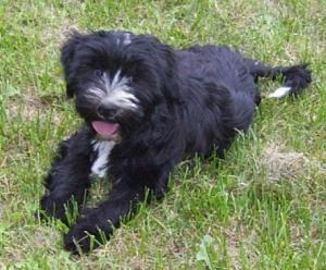 Tibet Terrier Welpe ( Hündin )