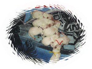 Bichon frisè Welpen