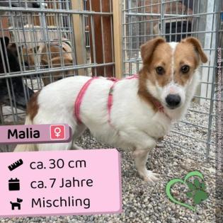 Malia, 7 Jahre alte kleine Mischlingshündin