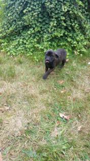 Dogo Canario Welpen Presa de Canario