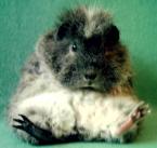 Rassemeerschweinchen