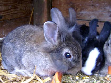 Zwei süße Jungs suchen ein neues Zuhause
