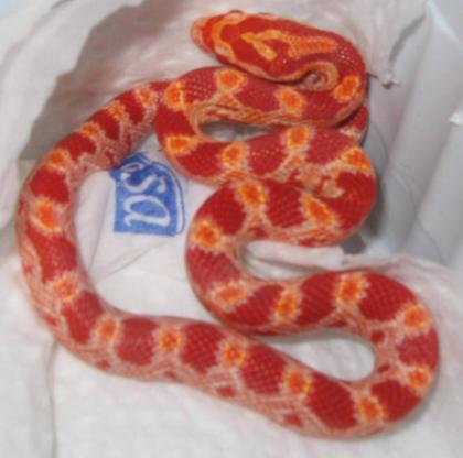 0,0,4 Pantherophis guttatus albino NZ 06