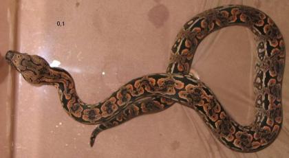 1.1 Acrantophis dumerili NZ 06