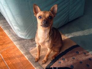 Toy Terrier sucht nette Huendin