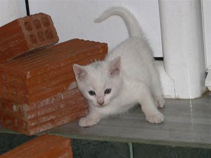 Katzenbaby möchten ein Kuschelplatz