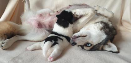 Unsere pomsky Welpen sind geboren!