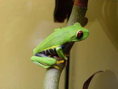 Agalychnis callidryas - Rotaugenlaubfrösche