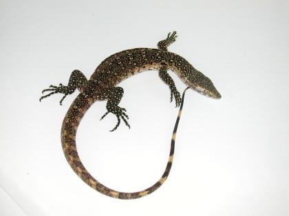 Nilwaran - Varanus niloticus