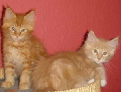 Wunderschöne Maine Coon Babys abzugeben