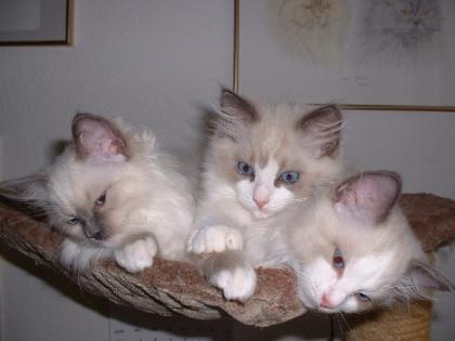 Ragdollbabies