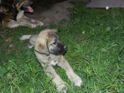 Mittelasiatischer Hirtenhund