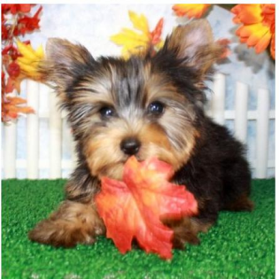 Süsse Yorkshire Terrier Welpen zu verkaufen