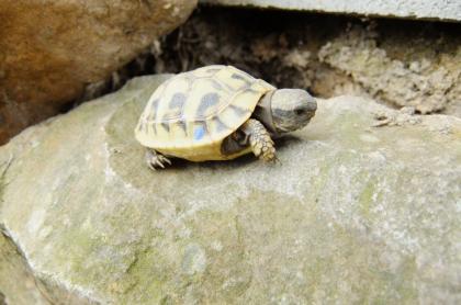 Landschildkröten