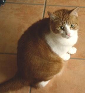 ROT-WEIßER KATER, ca.3,5J., AN GUTE HÄNDE ABZUGEBEN!