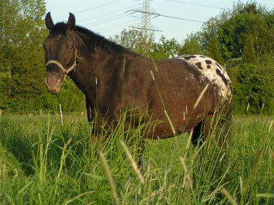 Biete Reitbeteiligung an Appaloosa Raum D´dorf Nord