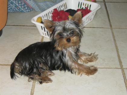 Yorkshire Terrier Kathy