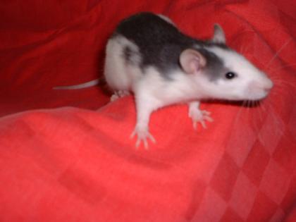 Zwei 6 wochen alte rattenbubis abzugeben