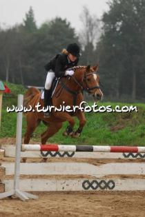 Haflinger Stute