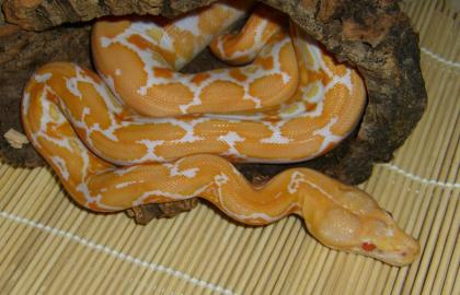 Biete Netzpythons: